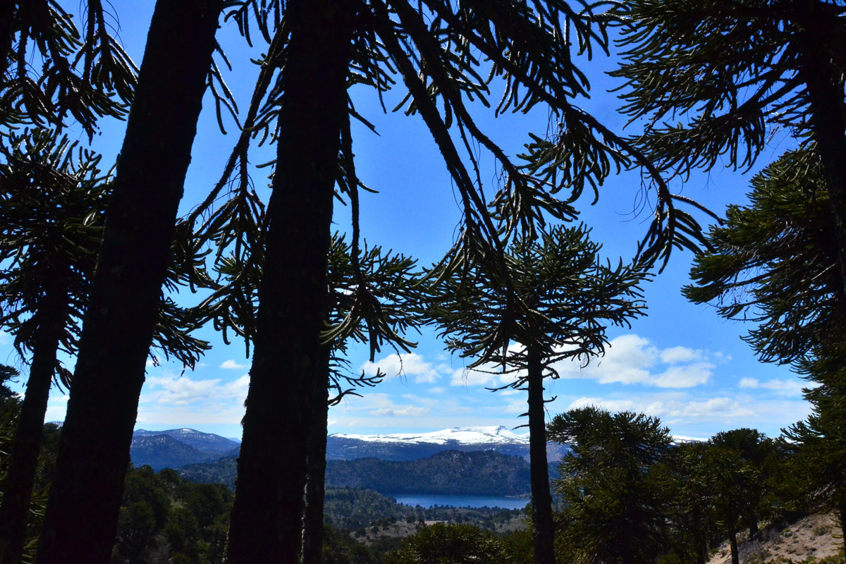 La primavera llega de a poco a Villa Pehuenia Moquehue: qué hacer cuando el invierno todavía no se fue del todo